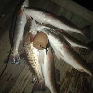 Meet your Posher, Ely